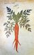Byzantium: The earliest representation of the Orange Carrot, at the time considered a medicinal plant. Dioskorides Codex Vindobonensis Medicus Greacus, The Greek Herbal of Dioscorides, 512 CE